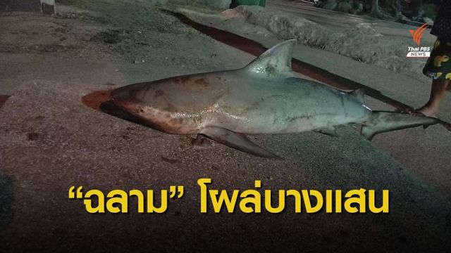 ตกปลาได้ฉลาม! นักวิชาการชี้เป็นฉลามหัวบาตร อาจว่ายหลงมา