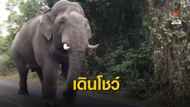 "พี่ด้วน" ช้างป่าเขาใหญ่ อวดโฉมรับปีใหม่