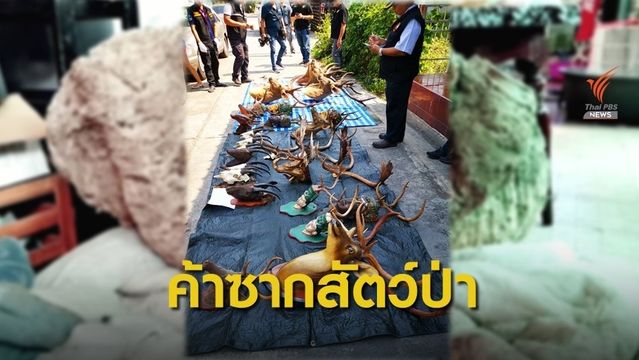 ยึดซากสัตว์ป่าสงวนหายาก มูลค่า 2 แสนบาทซุกบ้าน จ.นครปฐม 