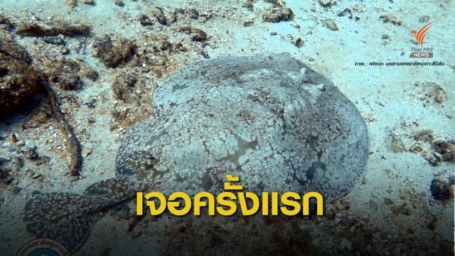 "กระเบนไฟฟ้า" อวดโฉมครั้งแรกหมู่เกาะสิมิลัน