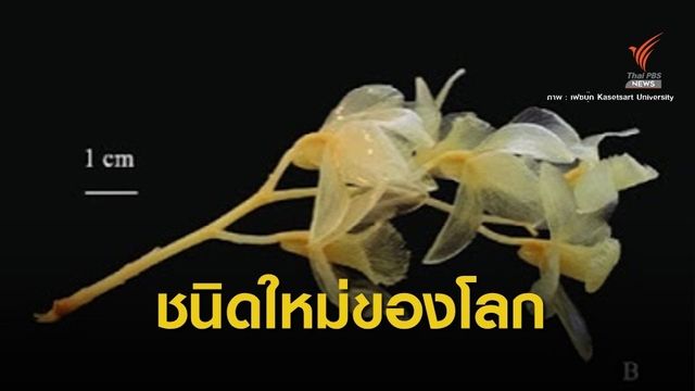 ข่าวดี! เจอกล้วยไม้ชนิดใหม่ของโลกจากป่าภูวัว 