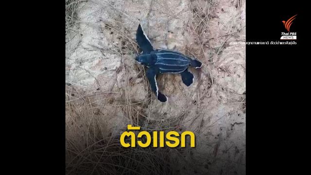 ฟักแล้ว! "ลูกเต่ามะเฟือง" โผล่จากหลุมไข่หาดท้ายเหมือง