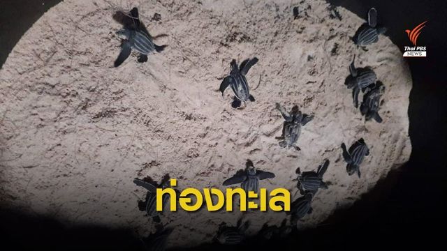 ฟักแล้ว 30 ตัว "ลูกเต่ามะเฟือง" หาดท้ายเหมือง