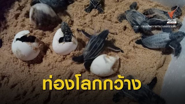 ลูกเต่ามะเฟืองรังที่ 2 ขึ้นจากลุ่มฟัก ลงทะแลแล้ว 49 ตัว