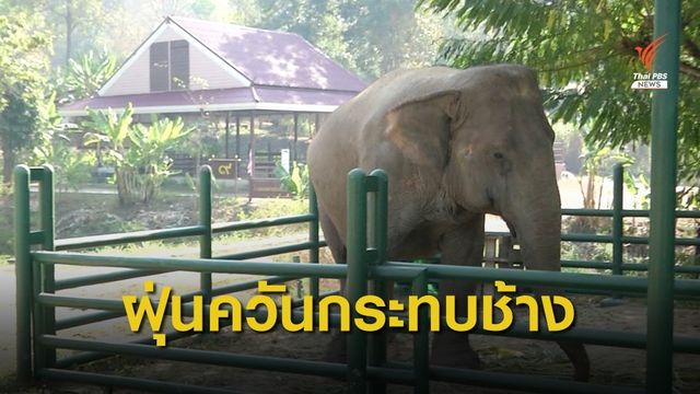 ฝุ่นควันไม่เพียงกระทบแค่คนแต่ยังกระทบกับช้าง