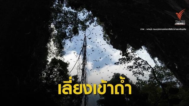 กรมอุทยานฯ สั่งเฝ้าระวังถ้ำค้างคาว "ห้ามกิน-เลี่ยงสัมผัส" 