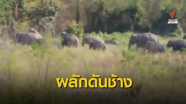 ภัยแล้งรุนแรง "ช้างป่าภูหลวง" ออกหากินนอกพื้นที่