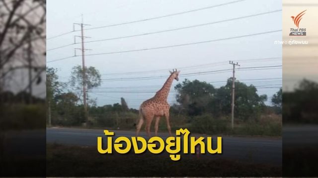 ยังหาวุ่น! ยีราฟหลุดกรงหนีเตลิดอีก 1 ตัว 