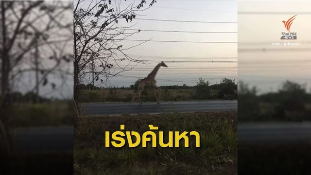 20 ชั่วโมง ยังไม่เจอตัว "ยีราฟหลุดกรง" 