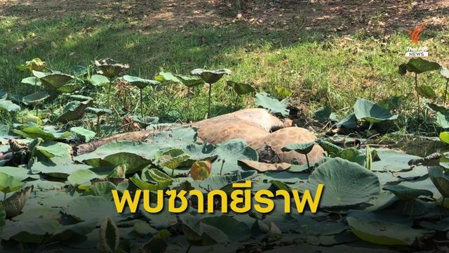 พบซากยีราฟในคลองริมถนนสาย 304 จ.ฉะเชิงเทรา 