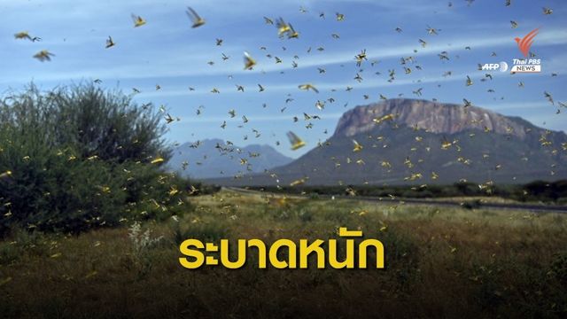 "ตั๊กแตนระบาด" ในแอฟริการุนแรงที่สุดในรอบ 70 ปี