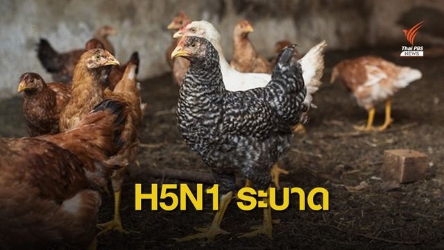 ไข้หวัดนก H5N1 ระบาดฟาร์มไก่ในจีน 