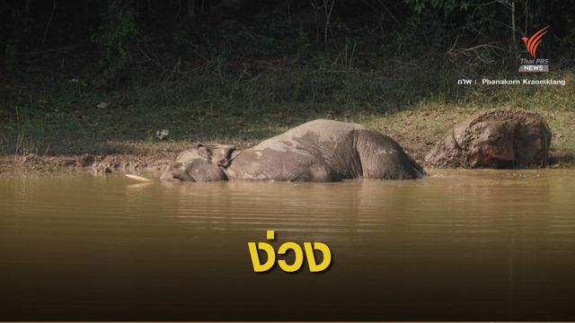 หาดูยาก "ลุงเดี่ยว" ช้างป่าเขาใหญ่หลับคาสระน้ำ