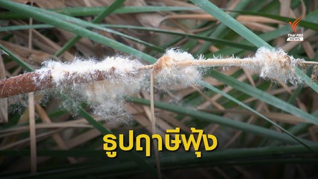 เมล็ดดอกธูปฤาษีฟุ้งกระจายกระทบชุมชนคลองหลวง จ.ปทุมธานี