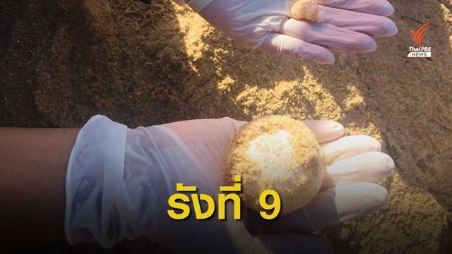 แม่เต่ามะเฟืองขึ้นวางไข่หาดไม้ขาว
