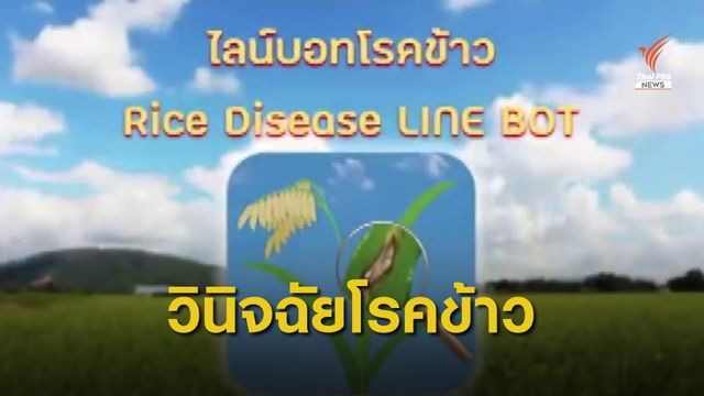 “ไลน์โรบอท" ช่วยชาวนาวินิจฉัยโรคข้าว 