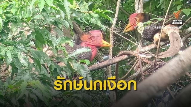 "ป่าคลองแสง" บ้านปลอดภัยของ "นกชนหิน"