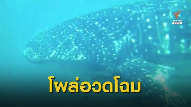 ฉลามวาฬยักษ์ใหญ่ใจดีแห่งท้องทะเล ว่ายอวดโฉมข้างเรือที่เกาะลันตา 