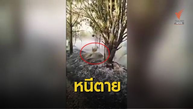 นาทีช่วย "กวางป่า" หนีไฟภูกระดึง -ประสาน ฮ.ทหาร ขนอุปกรณ์