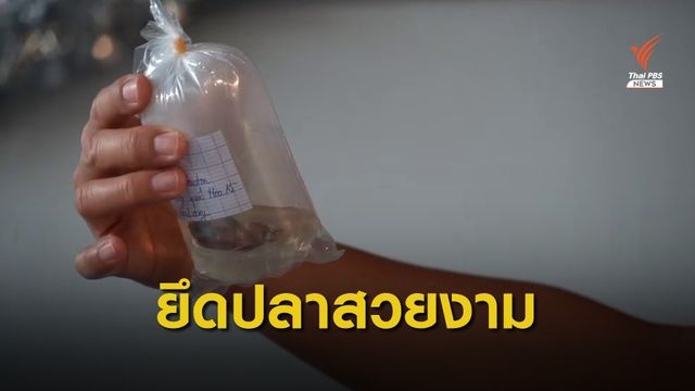 ศุลกากรสระแก้วยึดปลาสวยงามมูลค่าหลายแสนบาท 