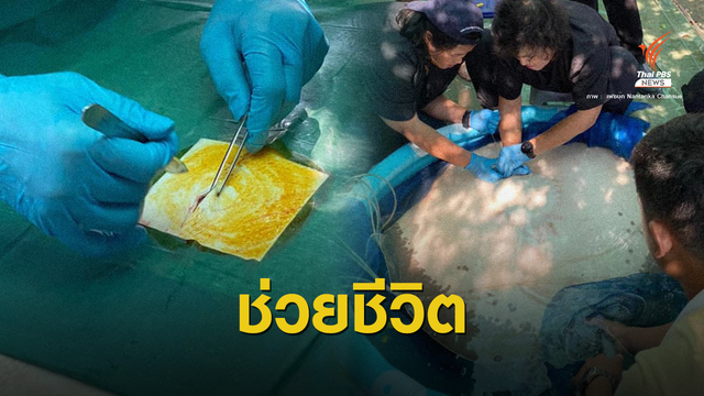  ช่วยชีวิต "กระเบนเจ้าพระยา" สัตว์คุ้มครองติดเบ็ด 6 นิ้ว