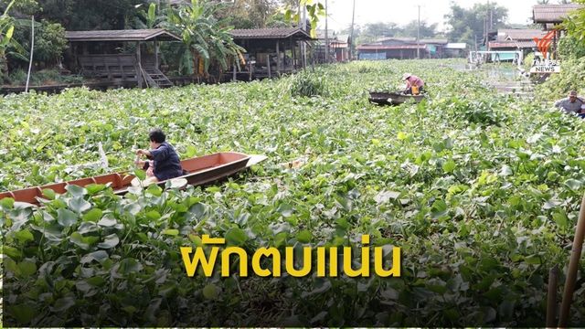 ผักตบชวาแน่นเต็มคลองบางใหญ่ จ.นนทบุรี ปชช.สัญจรไม่ได้  