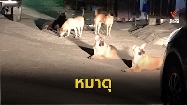 หมาจรจัด 7 ตัวไล่กัดคนในชุมชน  ซอยแบริ่ง 31/1