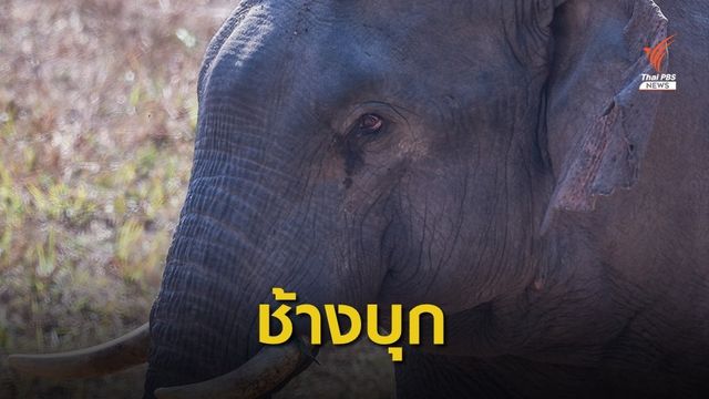 "ช้างป่าเขาใหญ่" ปี 62 หากินนอกเขต 600 ครั้ง 