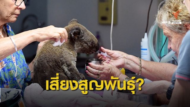 รมว.สิ่งแวดล้อมออสเตรเลีย ตั้งกองทุนช่วยสัตว์ป่า 50 ล้านดอลลาร์ 