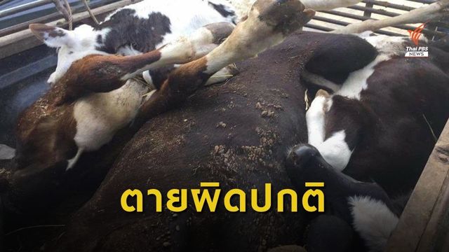 ร้องวัวตายผิดปกติกว่า 70 ตัว ป่วย 1,700 ตัว จ.สระบุรี