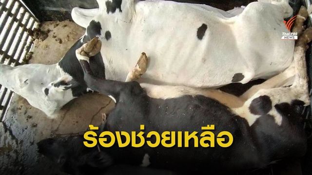 เกษตรกรจ่อเข้ากรุงอีกรอบ ร้องช่วยแก้ปัญหาวัวป่วยตาย