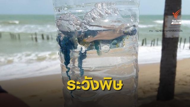 เตือนประชาชนระวัง "แมงกะพรุนพิษ" โผล่หาดแหลมตาชี จ.ปัตตานี 