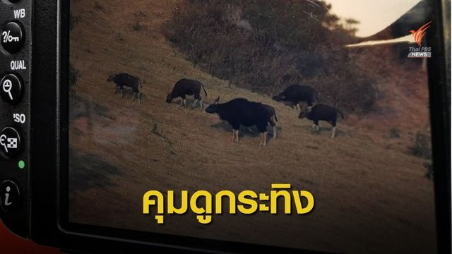 กรมอุทยานฯ คุมเข้มจัดระเบียบ  "เขาแผงม้า" จัดโซนนิ่งนักท่องเที่ยว