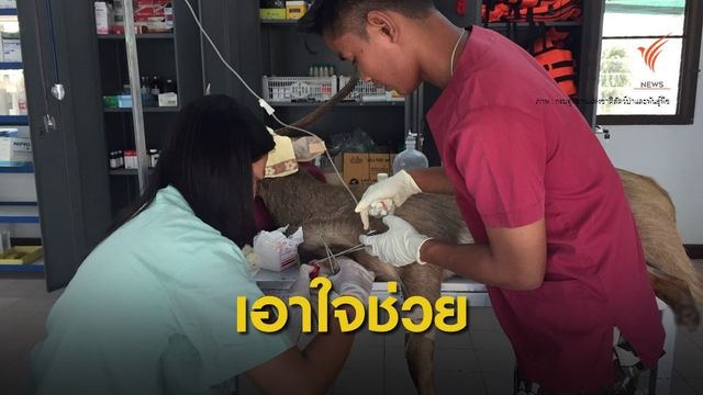 สัตวแพทย์ ตัดขาช่วยชีวิต "ละอง" ถูกยิง 