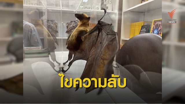 นักวิจัยไทยไขความลับ "ค้างคาว" ไม่น่ากลัว