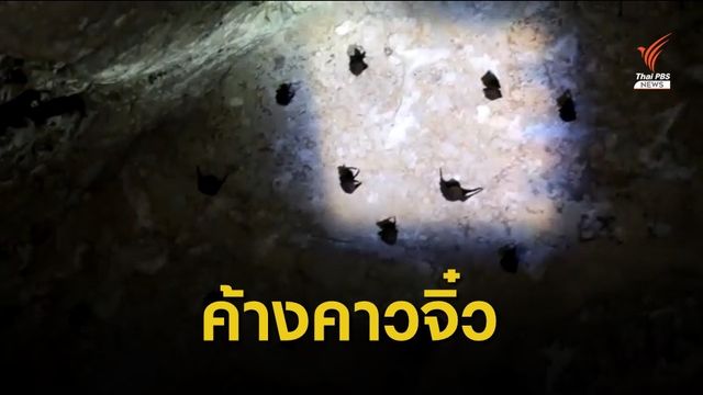 นักอนุรักษ์พบค้างคาวจิ๋วในถ้ำที่กระบี่ รอพิสูจน์สายพันธุ์