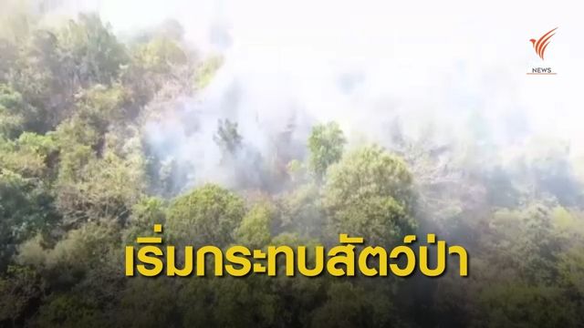 อุทยานฯ เฝ้าระวังไฟป่าเขาใหญ่ หวั่นกระทบสัตว์ป่า