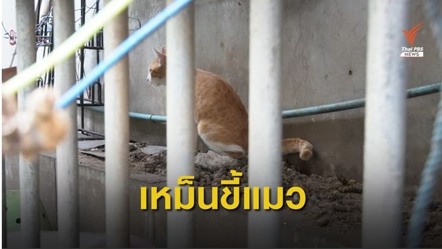 เพื่อนบ้านเลี้ยงแมวกว่า 40 ตัว ต้องทนกลิ่นหม็นนานกว่า 5 ปี
