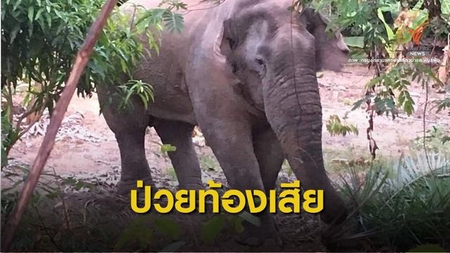 เฝ้าติดตาม "สีดอแดง" หนีออกจาก พท.กักกันท้องเสียหนัก