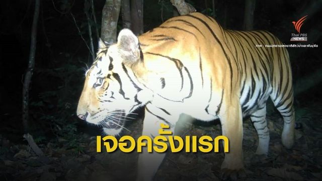 ข่าวดี! เจอตัวครั้งแรกเสือโคร่งตัวผู้ตั้งชื่อ "สลักพระไทเกอร์ 001" 