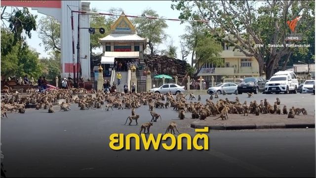ลิงลพบุรี เปิดศึกตะลุมบอนกลางถนนหน้าศาลพระกาฬ 