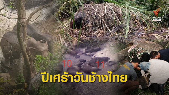 ช้างป่าเพิ่ม 10% แต่ยังตายหนักปีเดียว 27 ตัว 