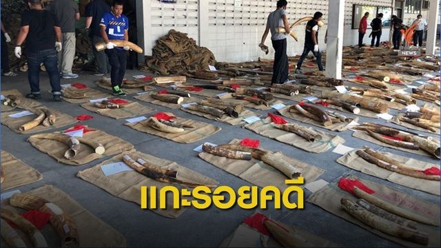 ครั้งแรก! เก็บ DNA งาช้างของกลาง 1,312 ชิ้นขยายผลคดี