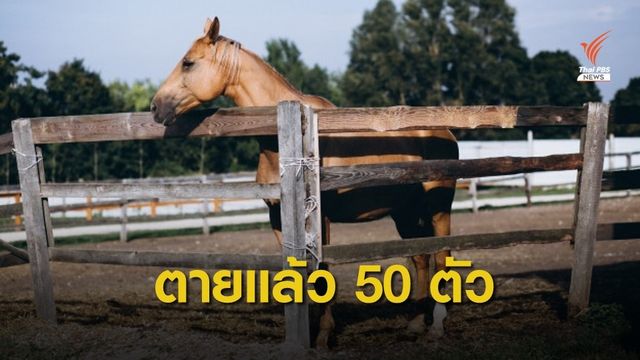 ม้าปากช่องตายแล้ว 50 ตัว ปศุสัตว์เร่งหาสาเหตุโรคระบาด 