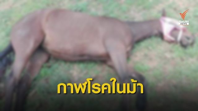 ปศุสัตว์ชี้ "ม้า" ตายที่ปากช่องป่วยกาฬโรคในม้า