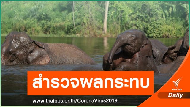 ทส.สำรวจช้างท่องเที่ยวจากผลกระทบ COVID-19