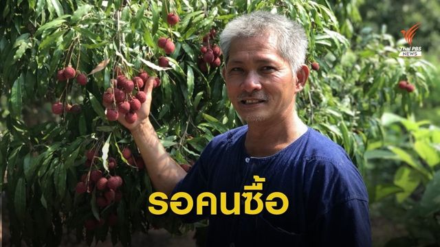 "ลิ้นจี่พันธุ์ค่อม" ออกผลเต็มต้นคาสวน  หลังถูกยกเลิกการสั่งจอง 