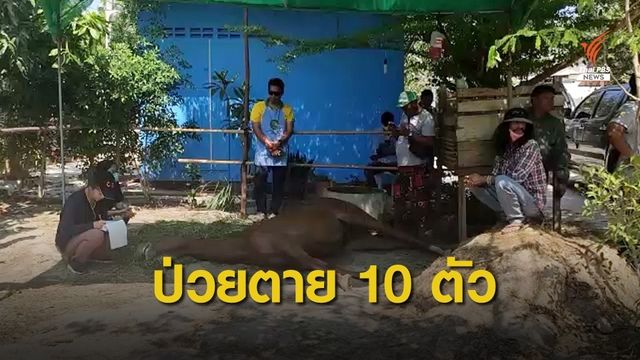 "หัวหิน" กำหนดเขตโรคระบาดกาฬโรคแอฟริกาในม้า