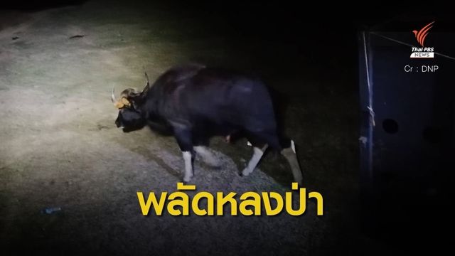 สัตวแพทย์ โดนกระทิงขวิดขณะจับกลับคืนป่าเขาแผงม้า