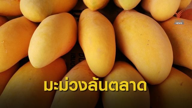 มะม่วงมหาชนก ค้างสวนกว่า 5,000 ไร่